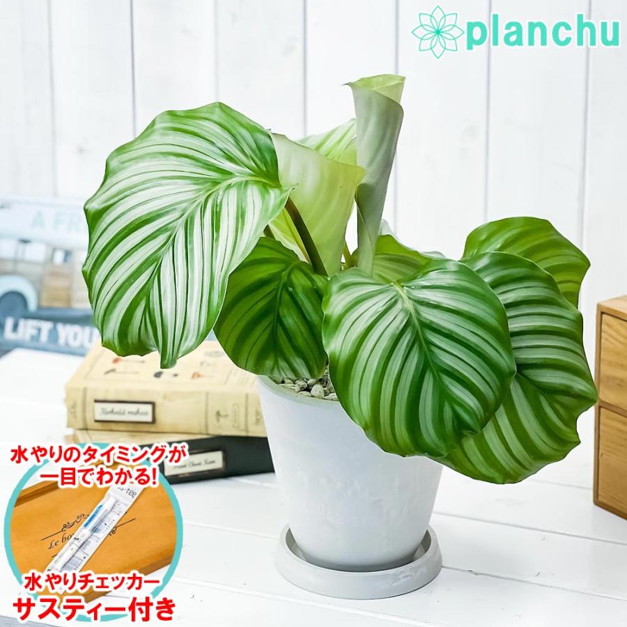 観葉植物 カラテア オルビフォリア 5号樹脂鉢 ホワイト サスティー付き 受け皿付き 育て方説明書付き Calathea Orbifolia 0565 プランチュ Yahoo 店 通販 Yahoo ショッピング