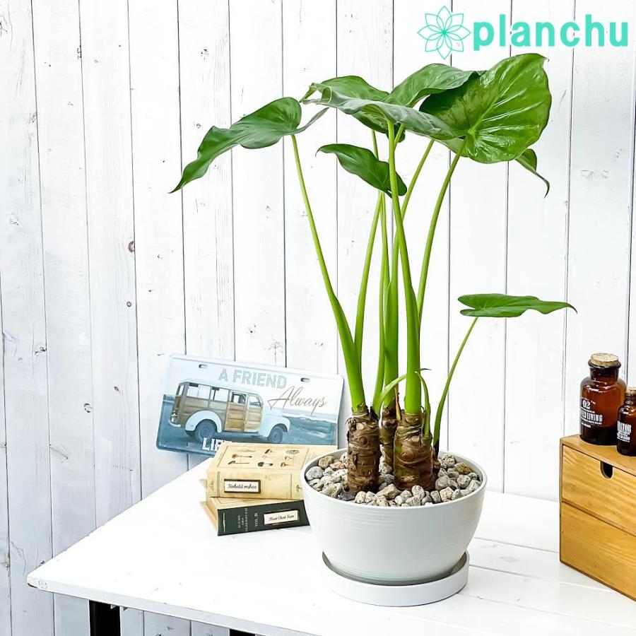 観葉植物 アロカシア シマクワズイモ 8号平鉢 受け皿付き 育て方説明書付き Alocasia Cucullata アロイド 希少 レア 珍しい 0567 プランチュ Yahoo 店 通販 Yahoo ショッピング
