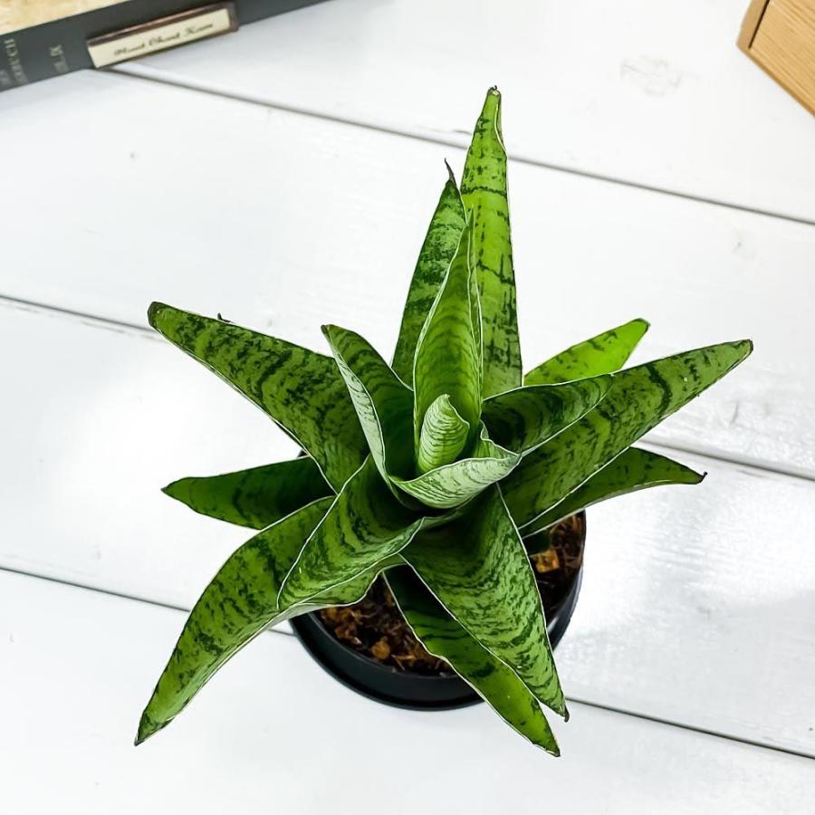 観葉植物 サンセベリア ハイブリッド 3号鉢 受け皿付き 育て方説明書付き Sansevieria Cv サンスベリア 希少 レア 珍しい 0570 プランチュ Yahoo 店 通販 Yahoo ショッピング