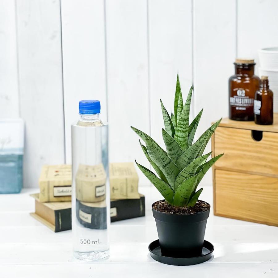 観葉植物 サンセベリア ハイブリッド 3号鉢 受け皿付き 育て方説明書付き Sansevieria Cv サンスベリア 希少 レア 珍しい 0570 プランチュ Yahoo 店 通販 Yahoo ショッピング