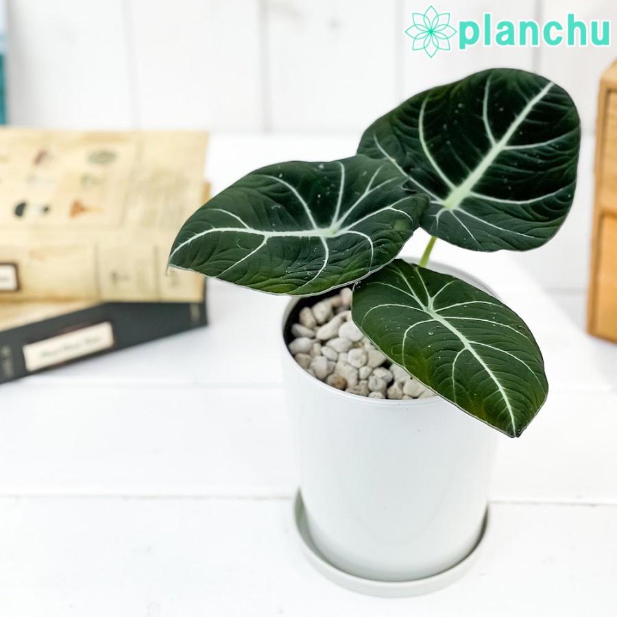 観葉植物 アロカシア ブラックベルベット 4号鉢 受け皿付き 育て方説明書付き Alocasia Black Velvet アロイド 希少 レア 珍しい 0577 プランチュ Yahoo 店 通販 Yahoo ショッピング
