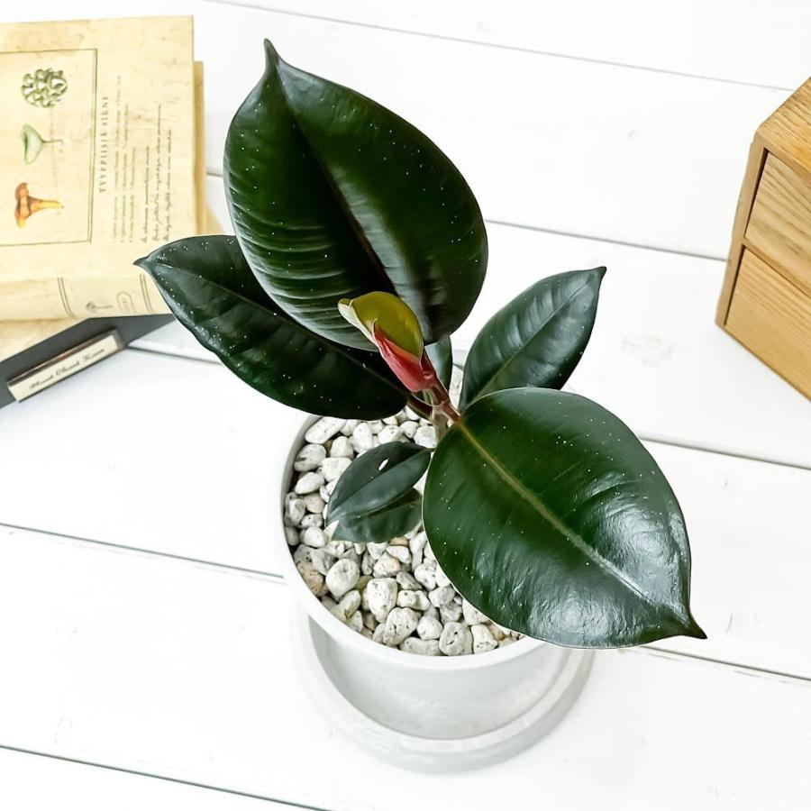 4円 大規模セール 観葉植物 フィカス バーガンディ 4号樹脂鉢 ホワイト 受け皿付き 育て方説明書付き Ficus Elastica Burgundy ゴムノキ ゴムの木 インドゴムノキ 希少 レア
