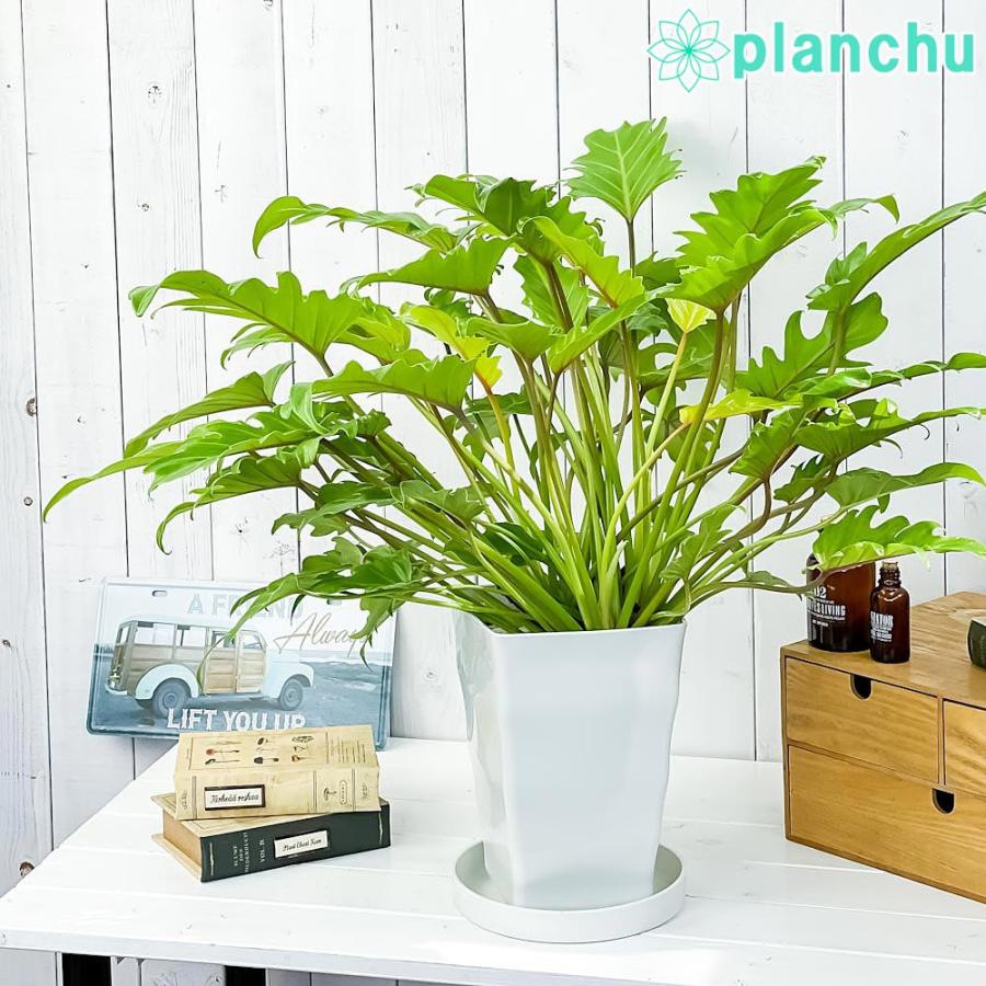 観葉植物 フィロデンドロン ザナドゥ ライム 7号鉢 受け皿付き 育て方説明書付き Philodendron Xanadu Cv クッカバラ 希少 レア 珍しい 0585 プランチュ Yahoo 店 通販 Yahoo ショッピング