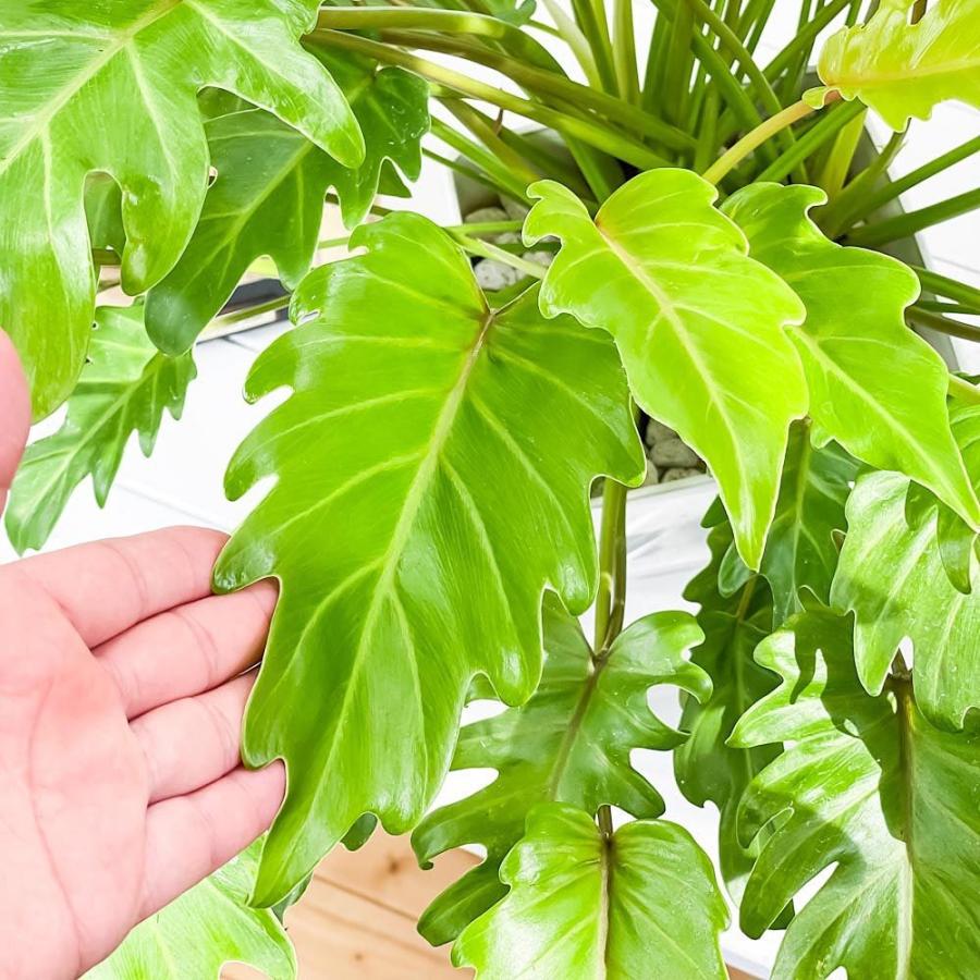 観葉植物 フィロデンドロン ザナドゥ ライム 7号鉢 受け皿付き 育て方説明書付き Philodendron Xanadu Cv クッカバラ 希少 レア 珍しい 0585 プランチュ Yahoo 店 通販 Yahoo ショッピング