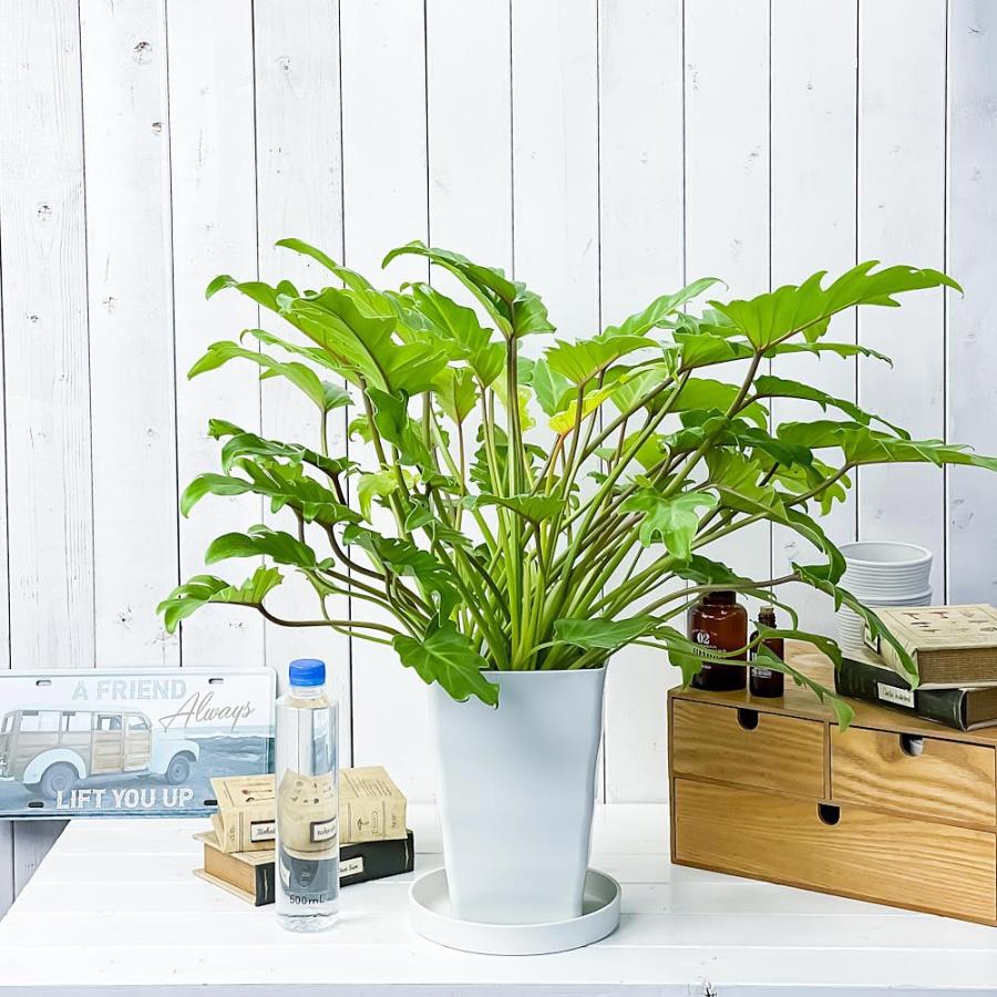 観葉植物 フィロデンドロン ザナドゥ ライム 7号鉢 受け皿付き 育て方説明書付き Philodendron xanadu cv. クッカバラ アロイド｜planchu｜04