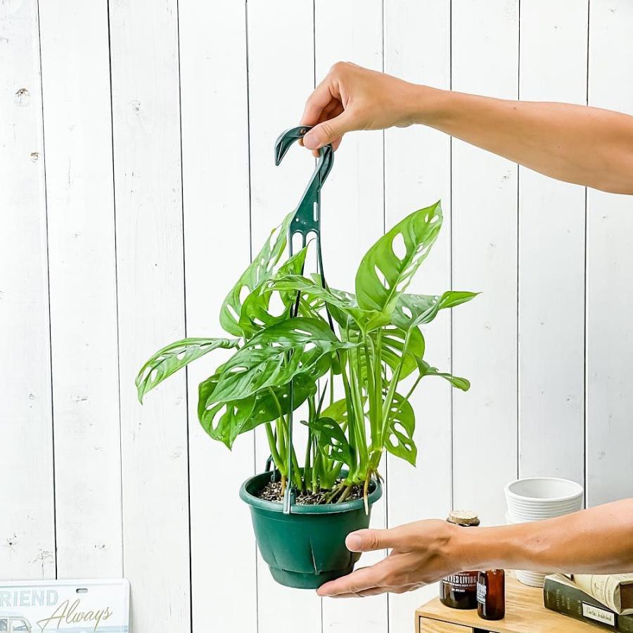 観葉植物 マドカズラ モンステラ フリードリヒスターリー 7号吊り鉢 育て方説明書付き Monstera Friedrichsthalii 代引不可