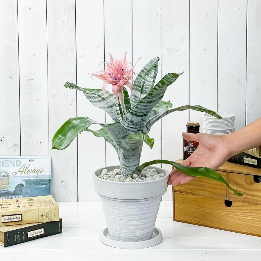 観葉植物 エクメア ファシアータ 7号樹脂鉢 カーヴホワイト 受け皿付き 育て方説明書付き Aechmea Fasciata ブロメリア シマサンゴアナナス ファシャータ 0591 プランチュ Yahoo 店 通販 Yahoo ショッピング