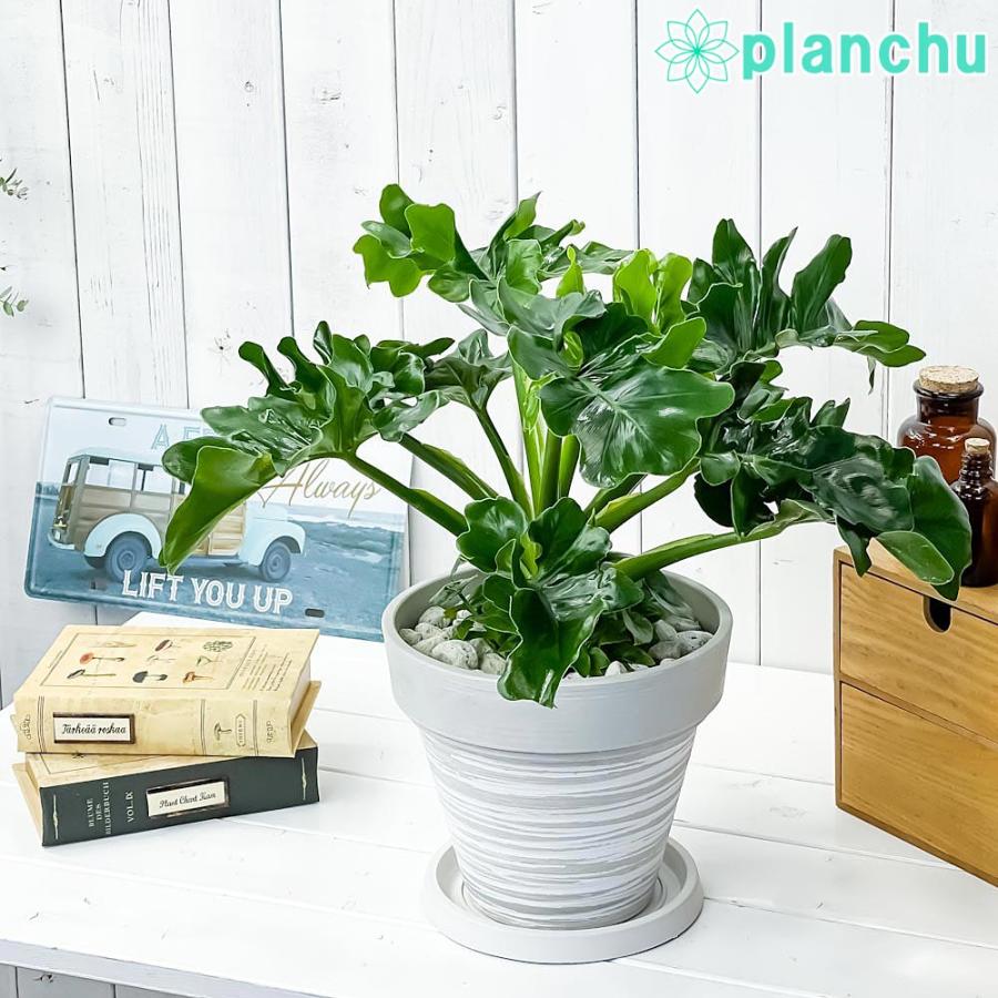 観葉植物 フィロデンドロン セローム スーパーアトム 7号樹脂鉢 カーヴホワイト 受け皿付き 育て方説明書付き Philodendron Selloum Cv 希少 レア 珍しい 0594 プランチュ Yahoo 店 通販 Yahoo ショッピング