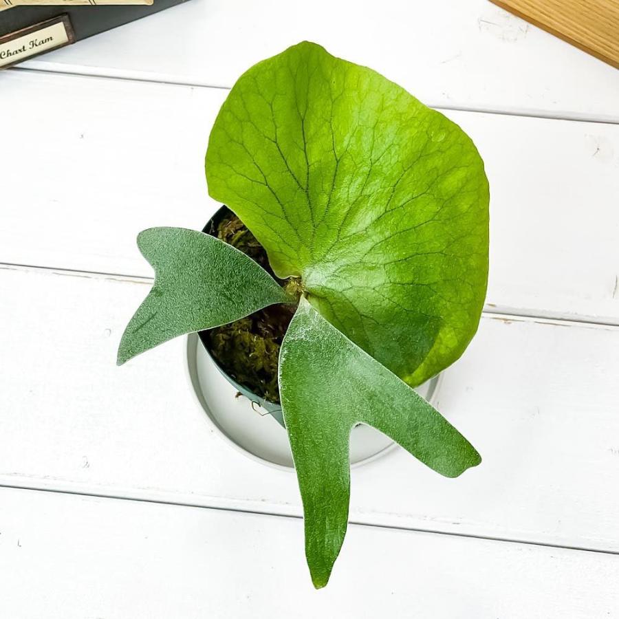 観葉植物 コウモリラン ステマリア 3号鉢 受け皿付き 育て方説明書付き Platycerium Stemaria プラティケリウム ビカクシダ シダ 0597 プランチュ Yahoo 店 通販 Yahoo ショッピング