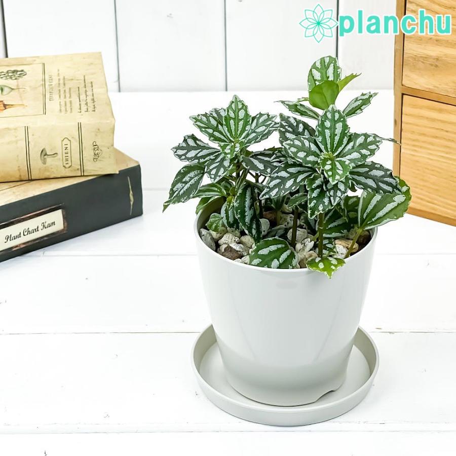 かもめ 注入 チキン 観葉 植物 ピレア 育て 方 レシピ 織機 靴下