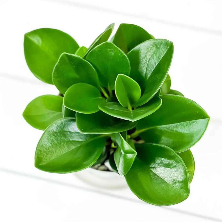 観葉植物 ペペロミア オブツシフォリア 3 5号鉢 受け皿付き 育て方説明書付き Peperomia Obtusifolia アオペペ 0601 プランチュ Yahoo 店 通販 Yahoo ショッピング