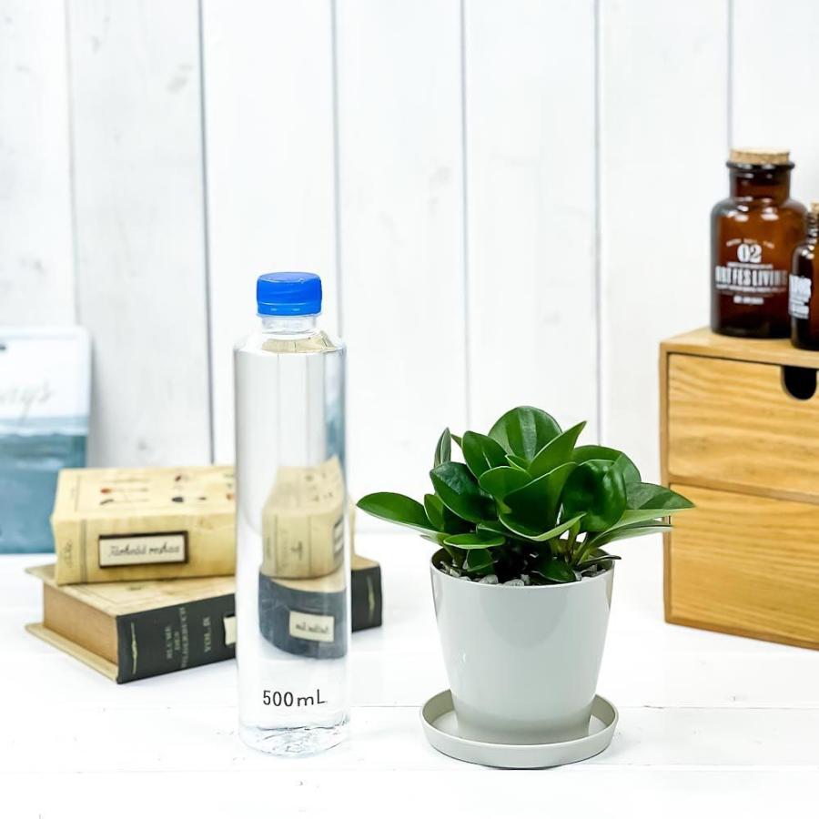 観葉植物 ペペロミア オブツシフォリア 3 5号鉢 受け皿付き 育て方説明書付き Peperomia Obtusifolia アオペペ 0601 プランチュ Yahoo 店 通販 Yahoo ショッピング