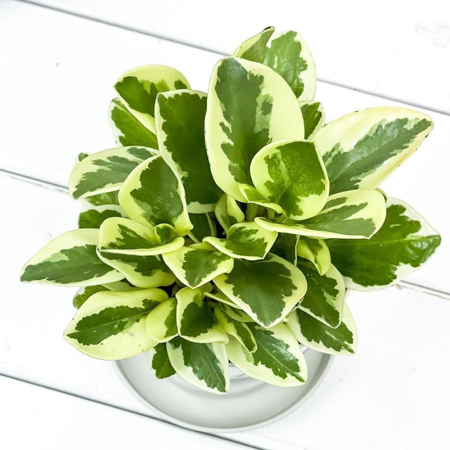 観葉植物 ペペロミア オブツシフォリア 斑入り 3 5号鉢 受け皿付き 育て方説明書付き Peperomia Obtusifolia Variegata キフペペ 0602 プランチュ Yahoo 店 通販 Yahoo ショッピング