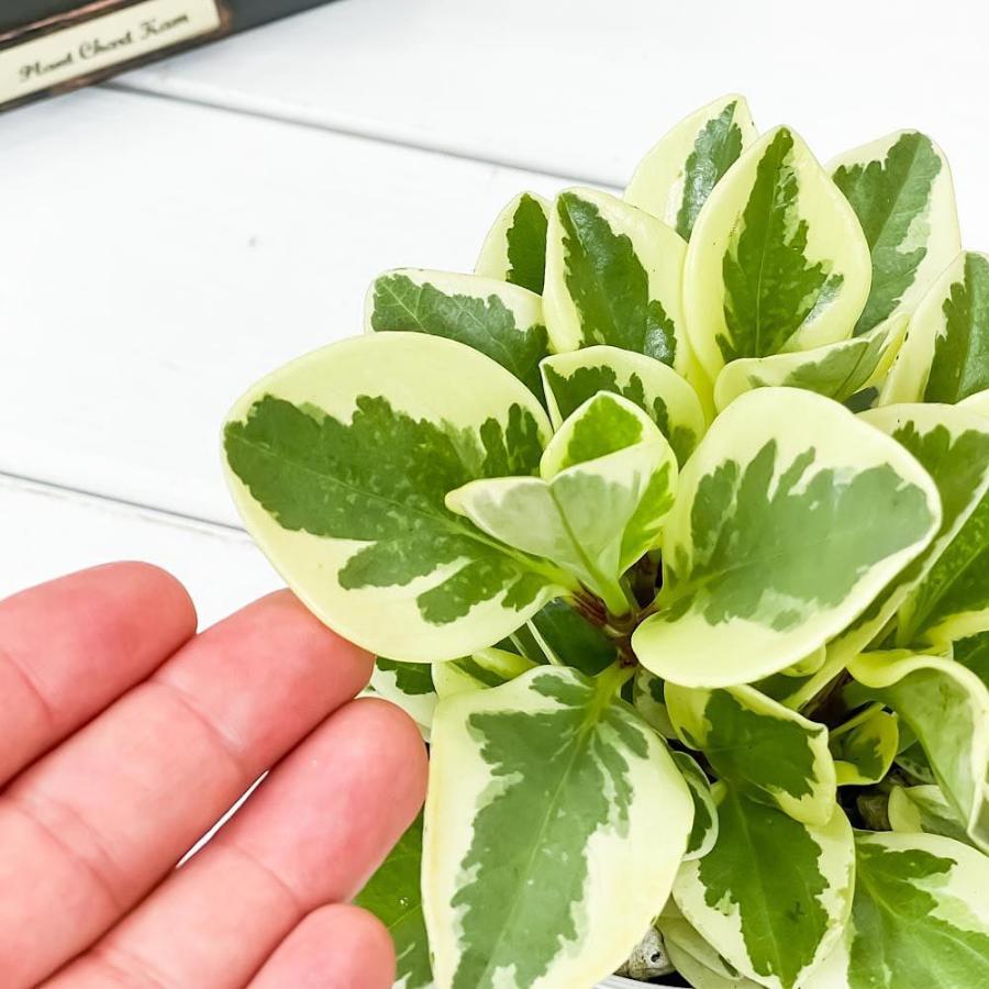 観葉植物 ペペロミア オブツシフォリア 斑入り 3 5号鉢 受け皿付き 育て方説明書付き Peperomia Obtusifolia Variegata キフペペ 0602 プランチュ Yahoo 店 通販 Yahoo ショッピング