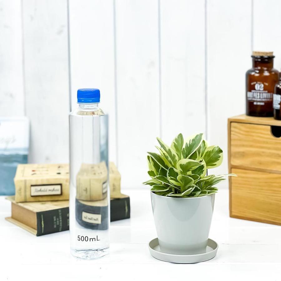 最新のデザイン 観葉植物 ペペロミア オブツシフォリア 斑入り 3 5号鉢 受け皿付き 育て方説明書付き Peperomia Obtusifolia Variegata キフペペ Wantannas Go Id