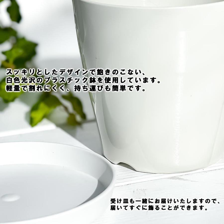 観葉植物 ホヤ カーティシー 3 5号鉢 受け皿付き 育て方説明書付き Hoya Curtisii 多肉植物 ガガイモ 希少 レア 珍しい 0604 プランチュ Yahoo 店 通販 Yahoo ショッピング