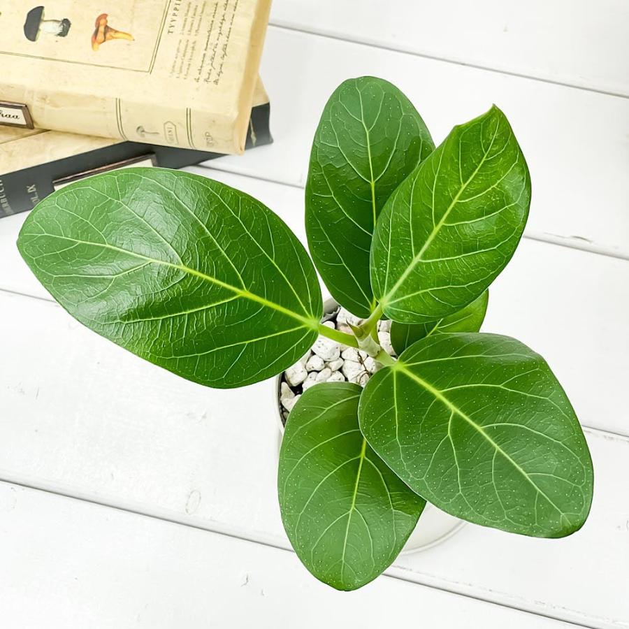 観葉植物 フィカス ベンガレンシス 3.5号鉢 受け皿付き 育て方説明書付き  Ficus benghalensis ベンガルボダイジュ ゴムノキ ゴムの木｜planchu｜02