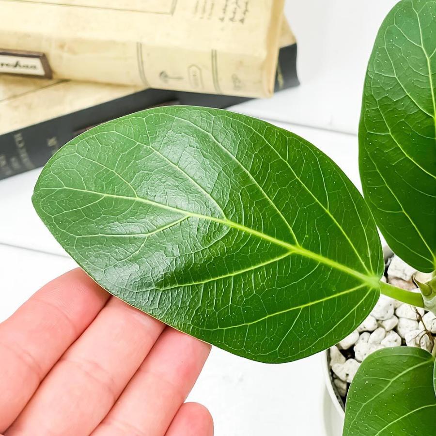 観葉植物 フィカス ベンガレンシス 3 5号鉢 受け皿付き 育て方説明書付き Ficus Benghalensis ベンガルボダイジュ ゴムノキ ゴムの木 希少 レア 珍しい 0606 プランチュ Yahoo 店 通販 Yahoo ショッピング
