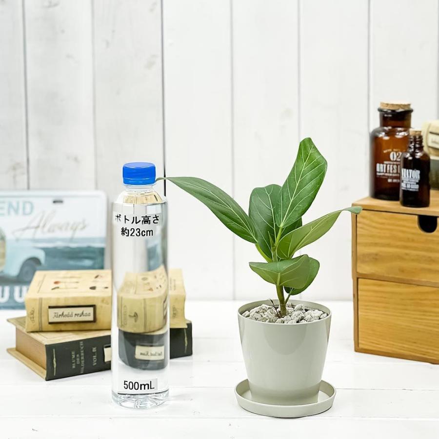 観葉植物 フィカス ベンガレンシス 3 5号鉢 受け皿付き 育て方説明書付き Ficus Benghalensis ベンガルボダイジュ ゴムノキ ゴムの木 希少 レア 珍しい 0606 プランチュ Yahoo 店 通販 Yahoo ショッピング