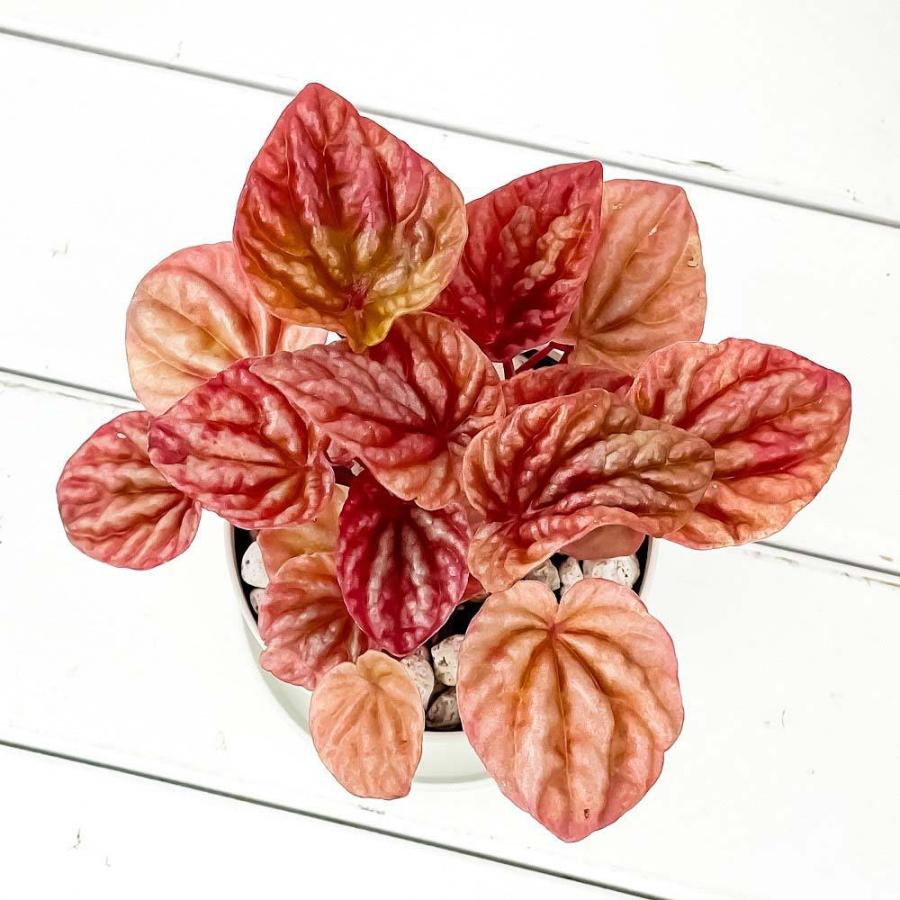 観葉植物 ペペロミア ジェイド 3 5号鉢 受け皿付き 育て方説明書付き Peperomia Obtusifolia Jade 22新作