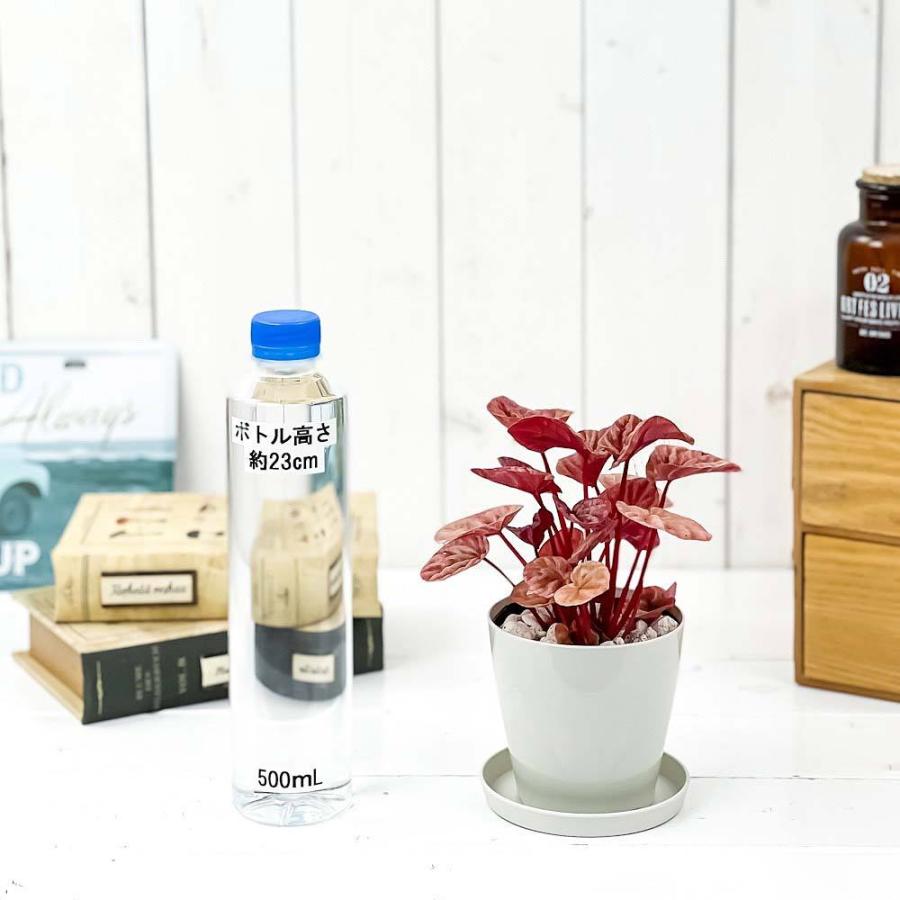 観葉植物 ペペロミア ジェイド 3 5号鉢 受け皿付き 育て方説明書付き Peperomia Obtusifolia Jade 22新作