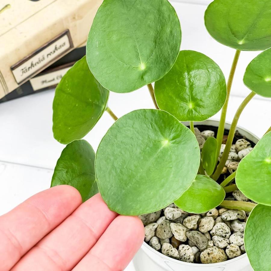 観葉植物 ピレア ペペロミオイデス 3 5号鉢 受け皿付き 育て方説明書付き Pilea Peperomioides パンケーキプランツ 0611 プランチュ Yahoo 店 通販 Yahoo ショッピング