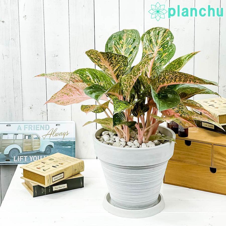No 1 赤い葉っぱ Aglaonema アグラオネマ レディバレンタイン 限定セール Aglaonema