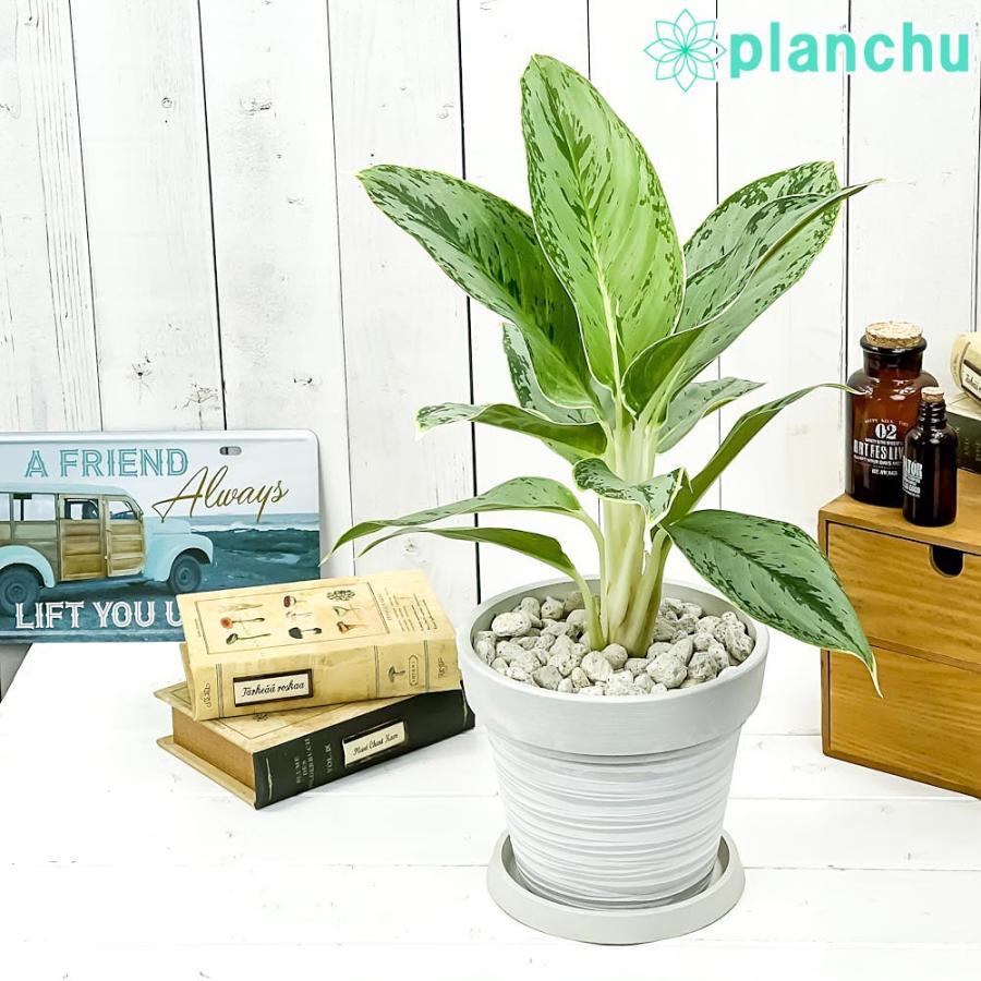 観葉植物 アグラオネマ ホワイトライン 6号樹脂鉢 カーヴホワイト 受け皿付き 育て方説明書付き Aglaonema Cv 希少 レア 珍しい 0622 プランチュ Yahoo 店 通販 Yahoo ショッピング