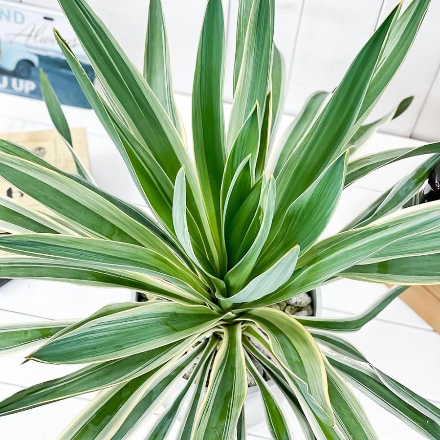 観葉植物 ユッカ グロリオサ バリエガータ 7号鉢 受け皿付き 育て方説明書付き Yucca Gloriosa F Variegata 希少 レア 珍しい 庭園樹 0630 プランチュ Yahoo 店 通販 Yahoo ショッピング