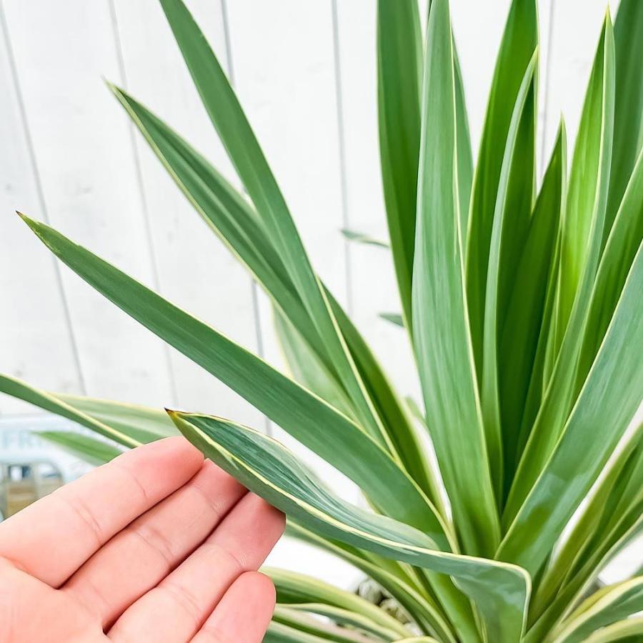 観葉植物 ユッカ グロリオサ バリエガータ 7号鉢 受け皿付き 育て方説明書付き Yucca Gloriosa F Variegata 希少 レア 珍しい 庭園樹 0630 プランチュ Yahoo 店 通販 Yahoo ショッピング