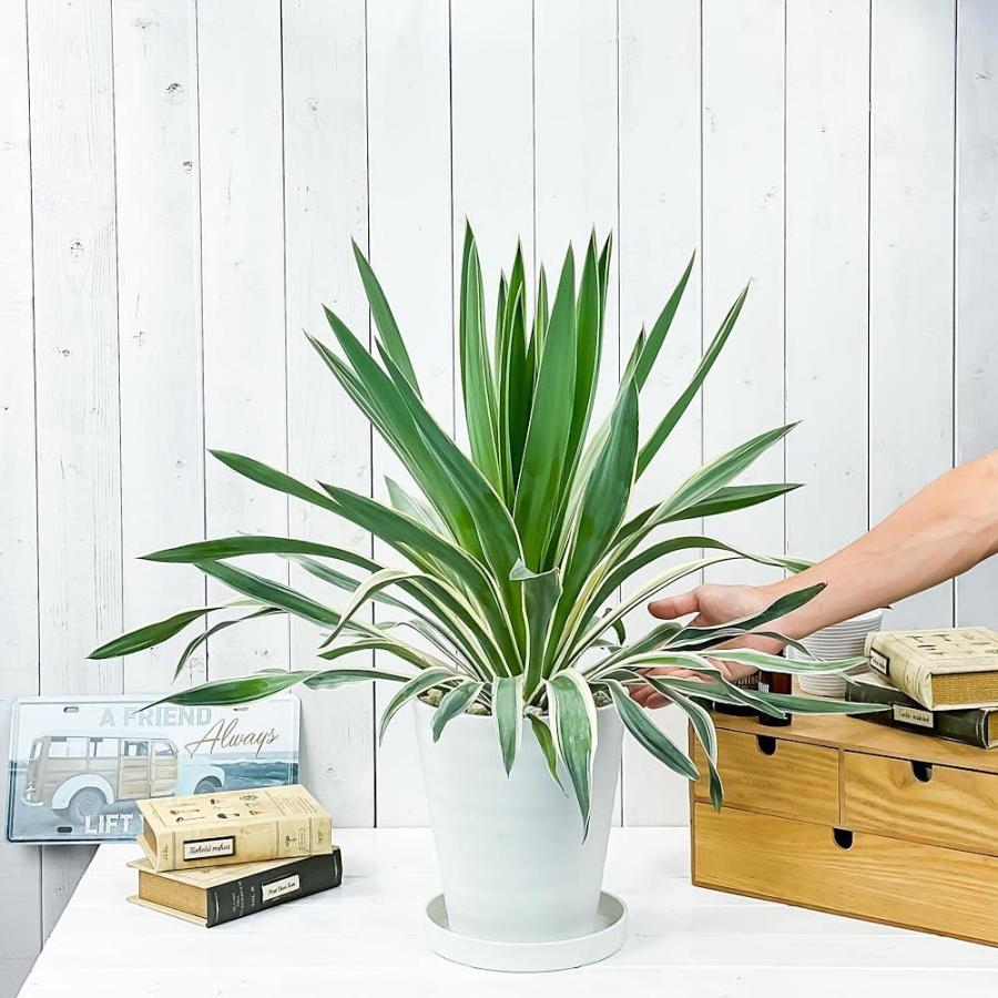 観葉植物 ユッカ グロリオサ バリエガータ 7号鉢 受け皿付き 育て方説明書付き Yucca Gloriosa F Variegata 希少 レア 珍しい 庭園樹 0630 プランチュ Yahoo 店 通販 Yahoo ショッピング