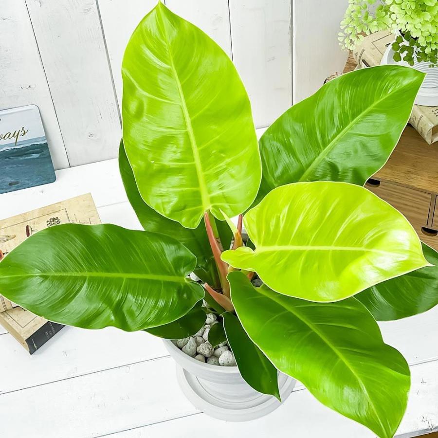 90 以上節約 観葉植物 フィロデンドロン インペリアルゴールド 7号樹脂鉢 カーヴホワイト 受け皿付き 育て方説明書付き Philodendron Imperial Gold 希少 レア 珍しい Globescoffers Com