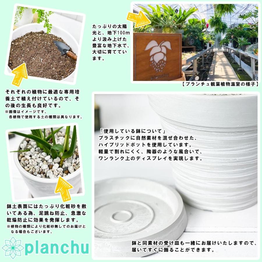 日本限定モデル 観葉植物 フィロデンドロン インペリアルゴールド 7号樹脂鉢 カーヴホワイト 受け皿付き 育て方説明書付き Philodendron Imperial Gold 希少 レア 珍しい Globescoffers Com