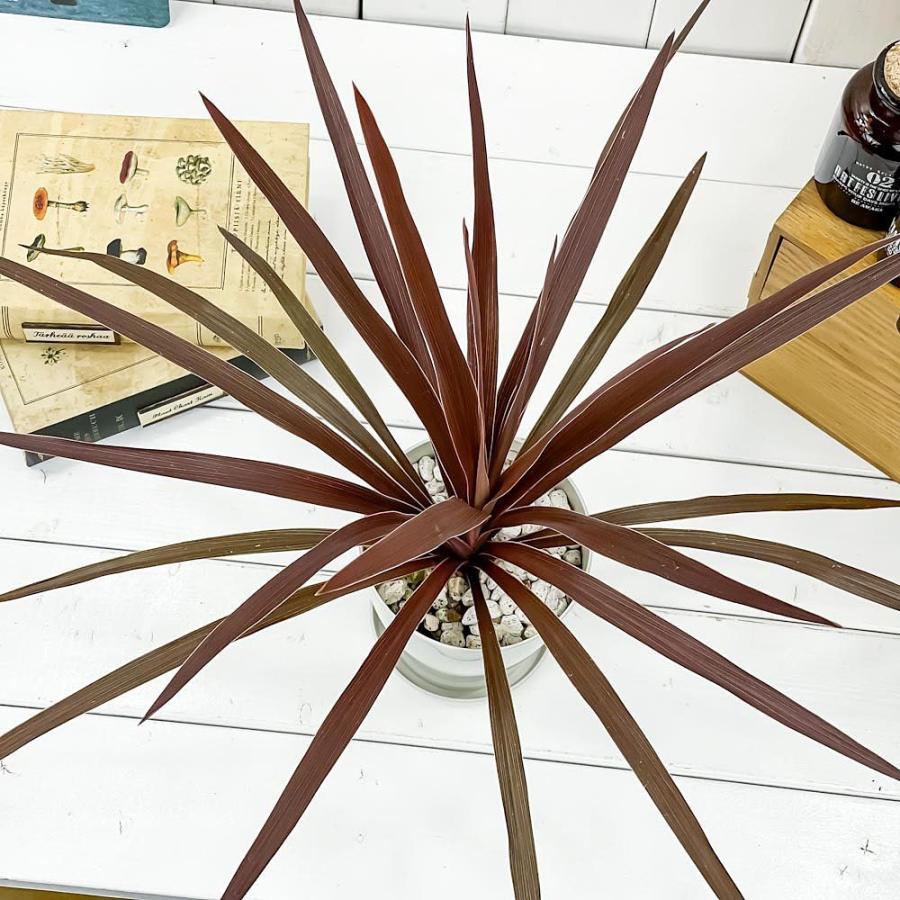 観葉植物 コルディリネ レッドスター 4号鉢 受け皿付き 育て方説明書付き Cordyline Australis Red Star コルジリネ グッドラックプランツ オージープランツ 0637 プランチュ Yahoo 店 通販 Yahoo ショッピング