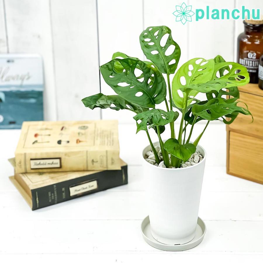 観葉植物 マドカズラ モンステラ フリードリヒスターリー 3 5号ロング鉢 受け皿付き 育て方説明書付き Monstera Friedrichsthalii 0638 プランチュ Yahoo 店 通販 Yahoo ショッピング
