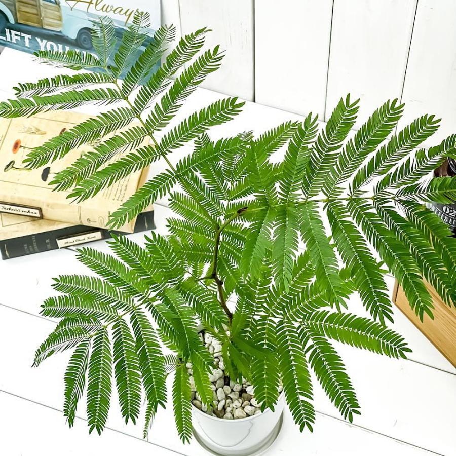 観葉植物 エバーフレッシュ 4号鉢 受け皿付き 育て方説明書付き Cojoba Arborea Var Angustifolia ネムノキ 0641 プランチュ Yahoo 店 通販 Yahoo ショッピング