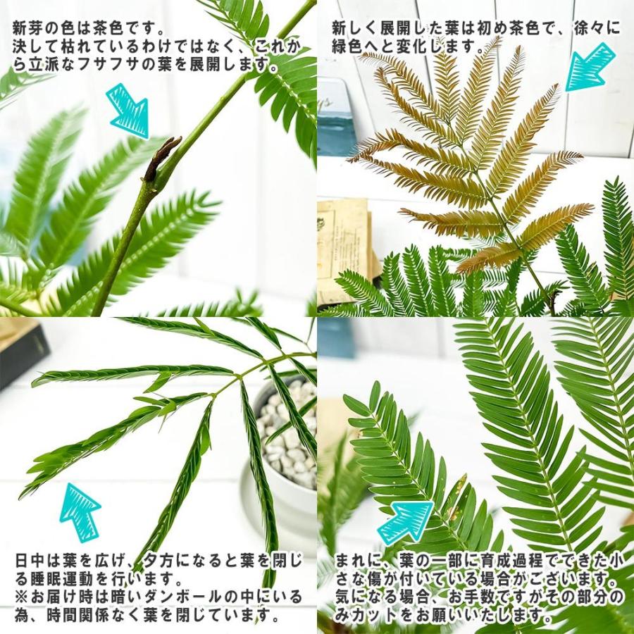 観葉植物 エバーフレッシュ 4号鉢 受け皿付き 育て方説明書付き Cojoba Arborea Var Angustifolia ネムノキ 0641 プランチュ Yahoo 店 通販 Yahoo ショッピング