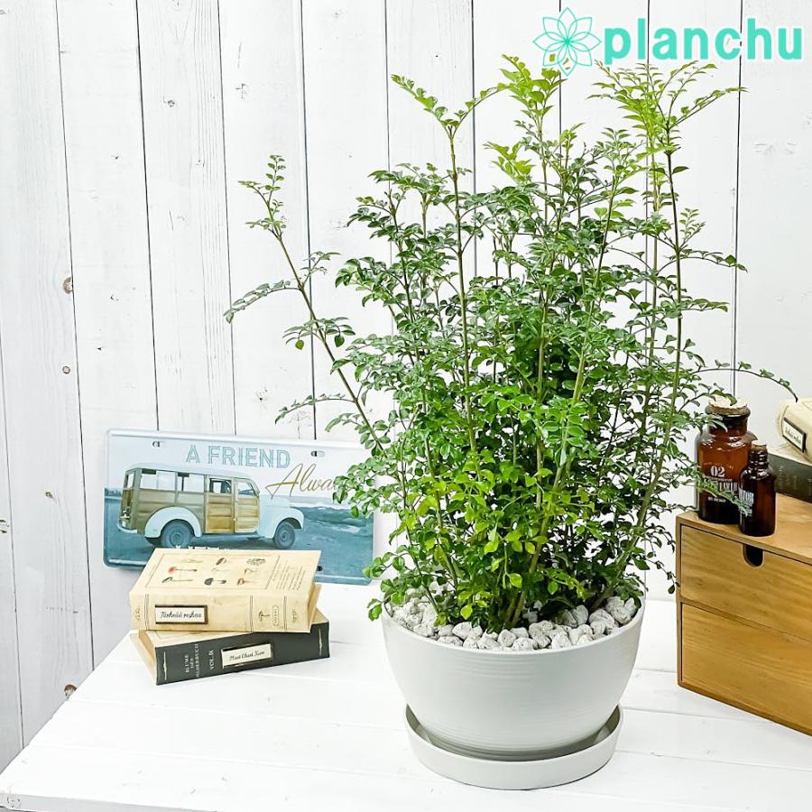 観葉植物 シマトネリコ 8号平鉢 受け皿付き 育て方説明書付き Fraxinus Griffithii 苗 苗木 株立ち 0644 プランチュ Yahoo 店 通販 Yahoo ショッピング