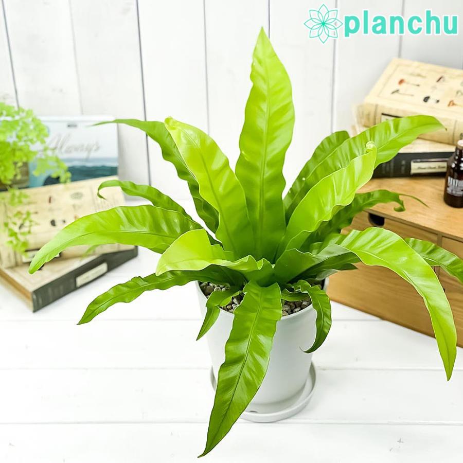 観葉植物 アスプレニウム アンティーカム 5号鉢 受け皿付き 育て方説明書付き Asplenium Antiquum オオタニワタリ シダ植物 0648 プランチュ Yahoo 店 通販 Yahoo ショッピング