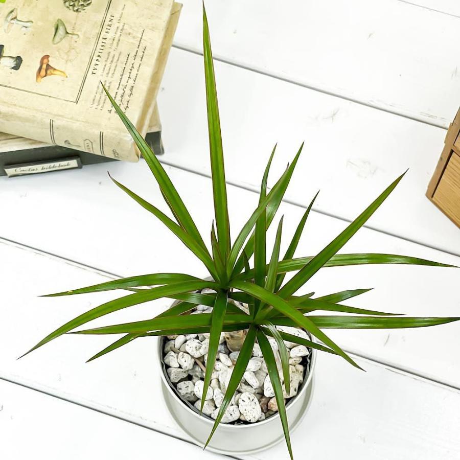 メール便送料無料対応可 観葉植物 ドラセナ マルギナータ 3 5号鉢 受け皿付き 育て方説明書付き Dracaena Marginata 真実の木 マジナータ コンシンネ コンシナ Wantannas Go Id