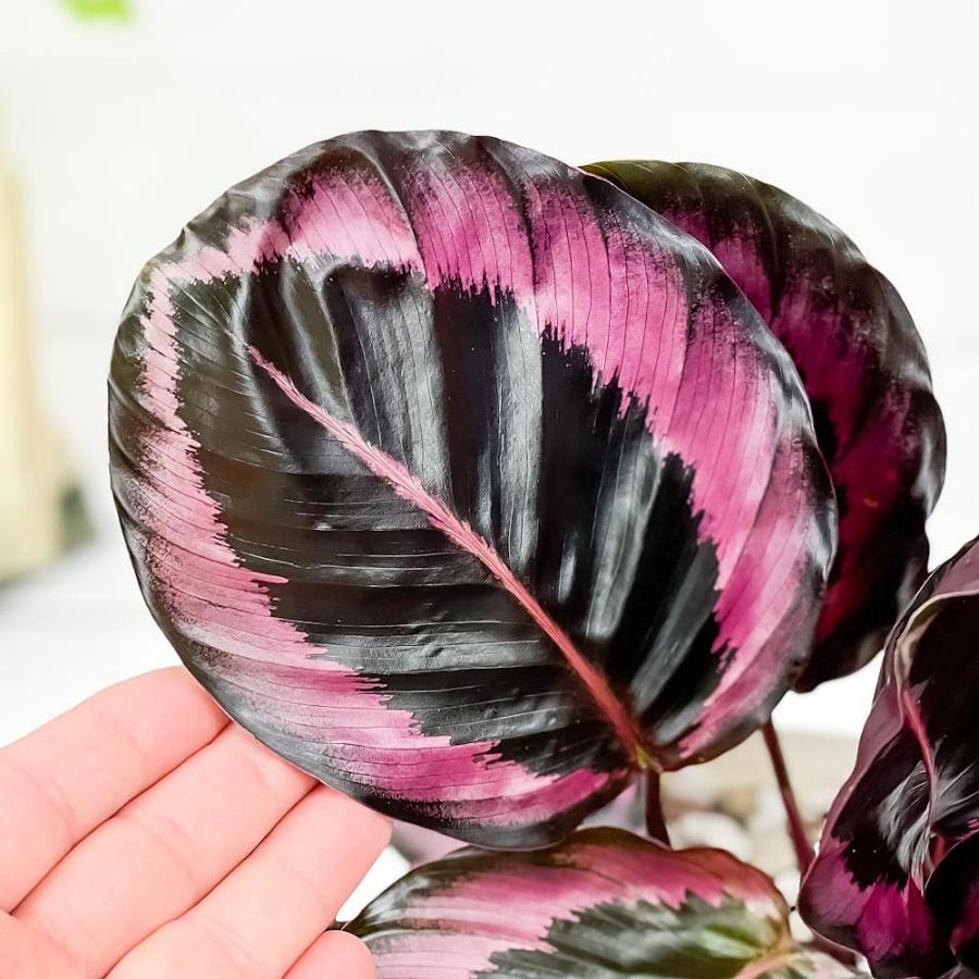 観葉植物 カラテア レッドモジョ 4号鉢 受け皿付き 育て方説明書付き Calathea Cv 希少 レア 珍しい ピンクスター 0656 プランチュ Yahoo 店 通販 Yahoo ショッピング