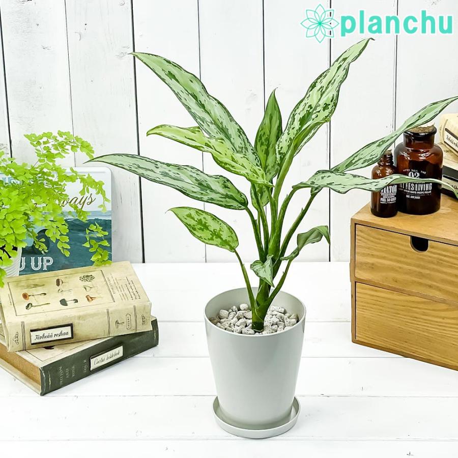 観葉植物 アグラオネマ グリーンコンパクタ 4号鉢 受け皿付き 育て方説明書付き Aglaonema Commutatum Green Compacta 幸せを招くタイの宝石 希少 レア 0660 プランチュ Yahoo 店 通販 Yahoo ショッピング
