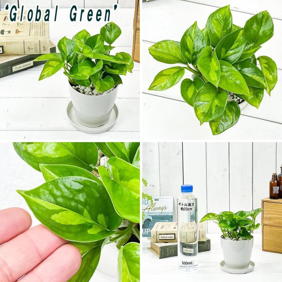 観葉植物 ポトス エンジョイ グローバルグリーン 2種セット 3 5号鉢 受け皿付き 育て方説明書付き Epipremnum エピプレムナム 0670 プランチュ Yahoo 店 通販 Yahoo ショッピング