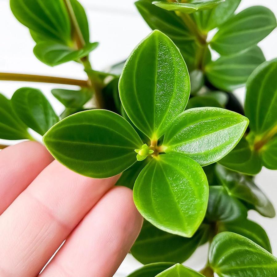 観葉植物 ペペロミア フェアリー 3 5号鉢 受け皿付き 育て方説明書付き Peperomia Cv 希少 レア 0675 プランチュ Yahoo 店 通販 Yahoo ショッピング