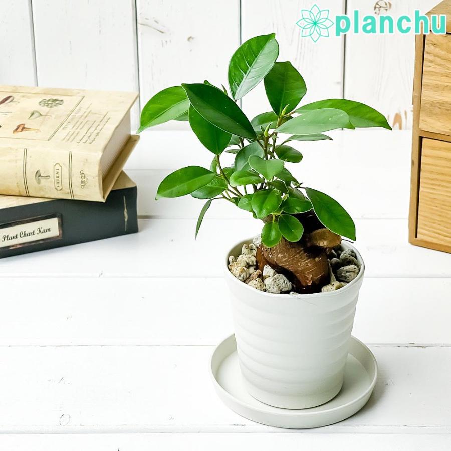 70 Off 観葉植物 ガジュマル 3号鉢 受け皿付き 育て方説明書付き Ficus Microcarpa フィカス ミクロカルパ Wantannas Go Id