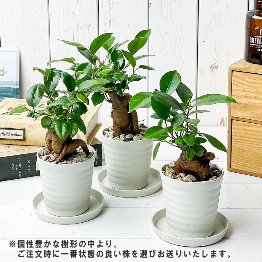 70 Off 観葉植物 ガジュマル 3号鉢 受け皿付き 育て方説明書付き Ficus Microcarpa フィカス ミクロカルパ Wantannas Go Id