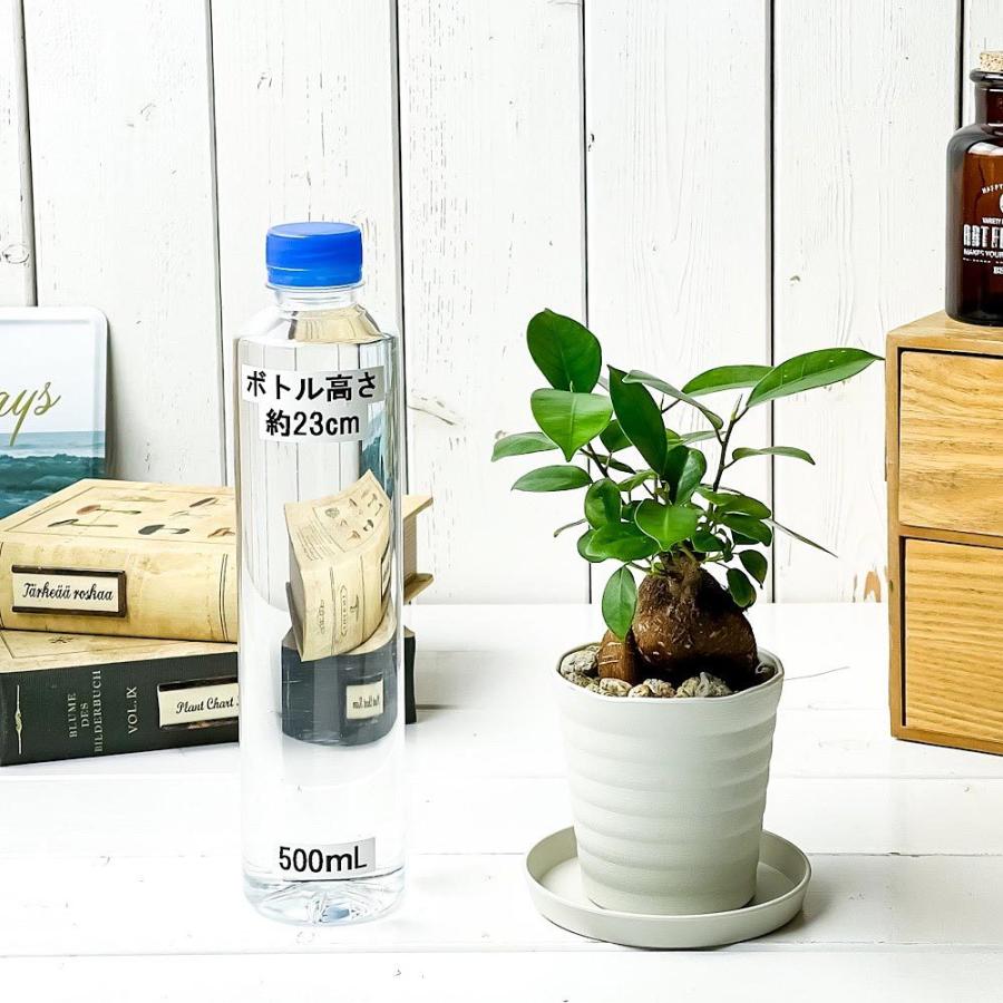 70 Off 観葉植物 ガジュマル 3号鉢 受け皿付き 育て方説明書付き Ficus Microcarpa フィカス ミクロカルパ Wantannas Go Id