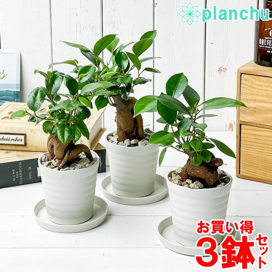 観葉植物 ガジュマル 3号鉢 3鉢セット 受け皿付き 育て方説明書付き Ficus Microcarpa フィカス ミクロカルパ 0680 プランチュ Yahoo 店 通販 Yahoo ショッピング