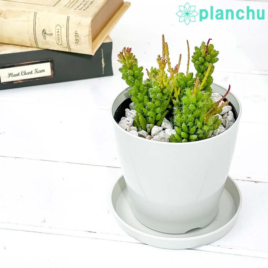 玄関先迄納品 森林サボテン リプサリス メセンブリアンテモイデス 3 5号鉢 受け皿付き 育て方説明書付き Rhipsalis Mesembryanthemoides 観葉植物 希少 レア 珍しい