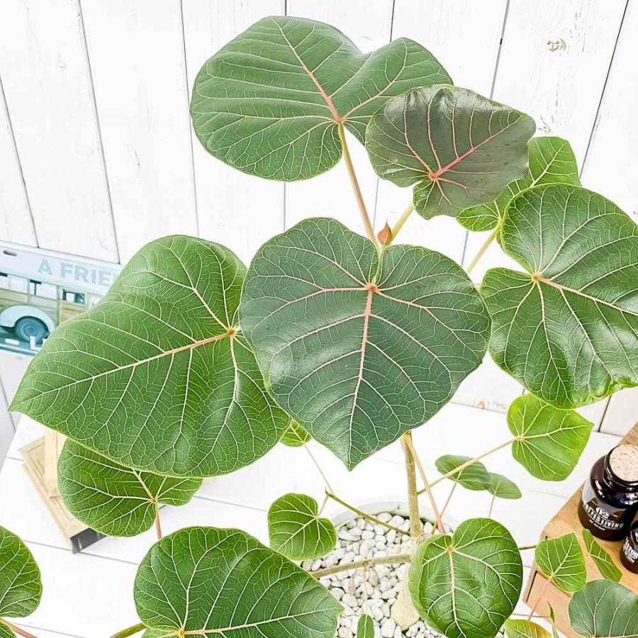 正規品3年保証 観葉植物 フィカス ペティオラリス 7号鉢 受け皿付き 育て方説明書付き Ficus Petiolaris 希少 レア 珍しい コーデックス 送料代引き無料 花 ガーデン Diy工具 花 観葉植物 盆栽 Omanair Va Org